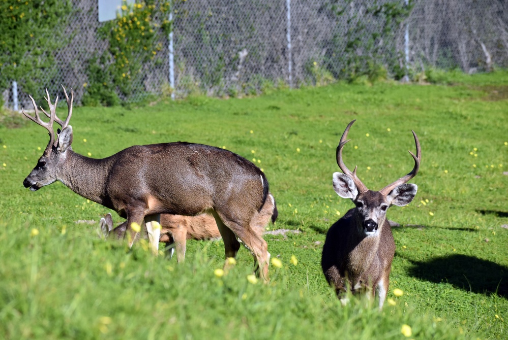 Presidio of Monterey assessing deer population on post