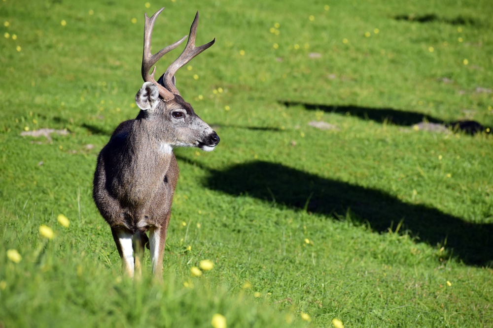 Presidio of Monterey assessing deer population on post