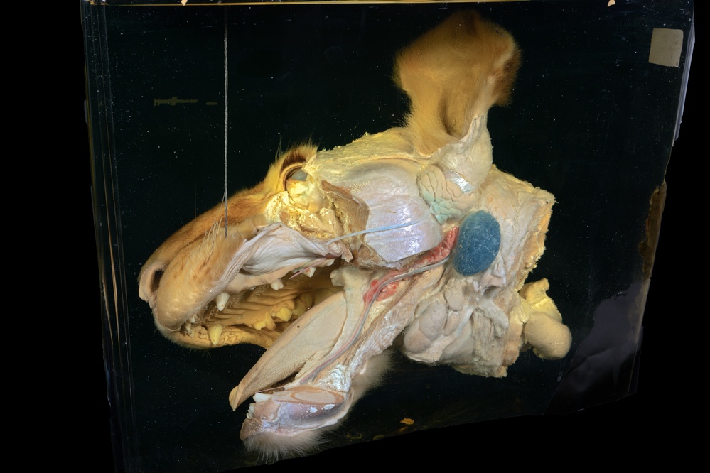 Head of a lion dissected to show salivary glands.
