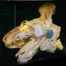 Head of a lion dissected to show salivary glands.