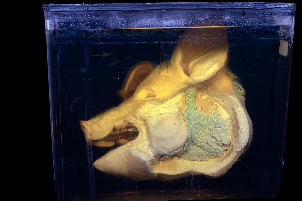 Head of a pig dissected to show salivary glands.