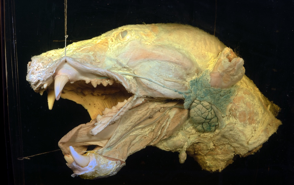 Head of a polar bear dissected to show salivary glands.