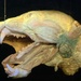 Head of a polar bear dissected to show salivary glands.
