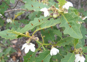 PŌHAKULOA TRAINING AREA RECEIVES DEPARTMENT OF DEFENSE  2023 REPI CHALLENGE FUNDING