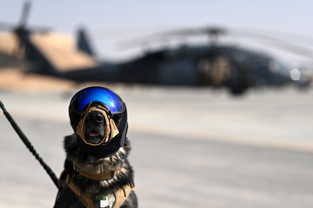 Air Force K-9s complete helicopter acclimation training