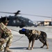 Air Force K-9s complete helicopter acclimation training