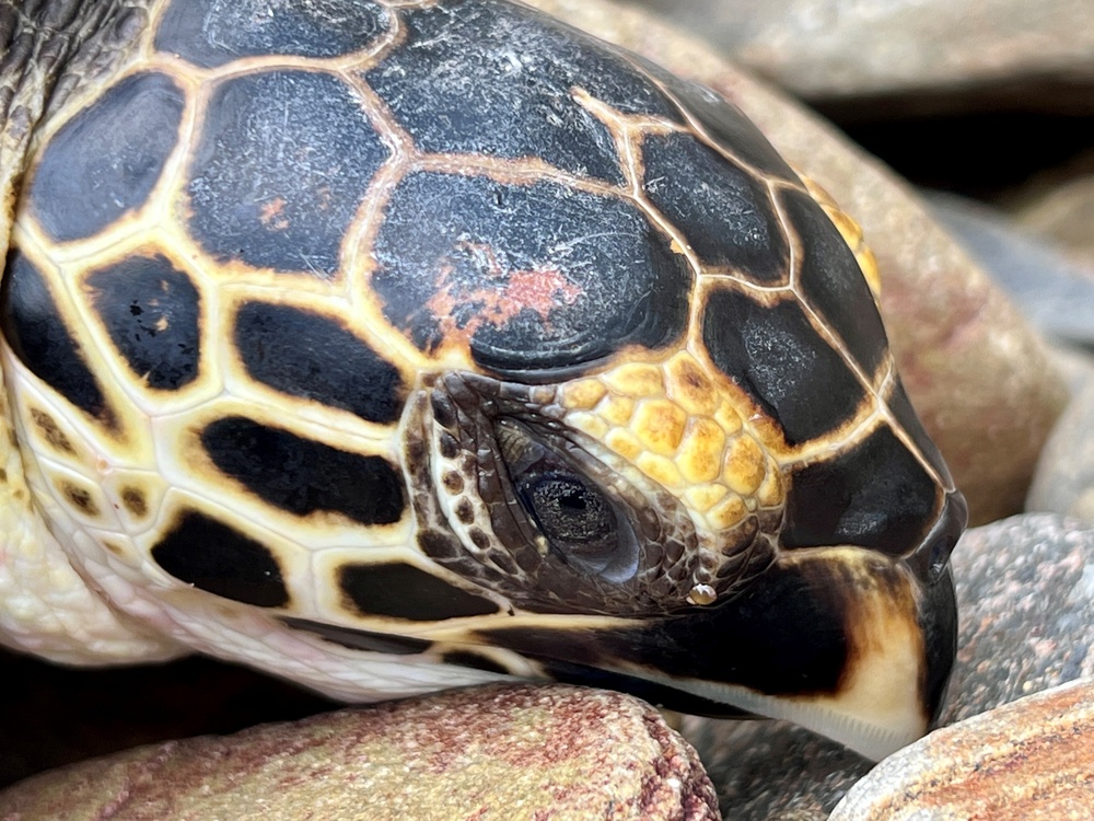 Marine Saves Marine Life