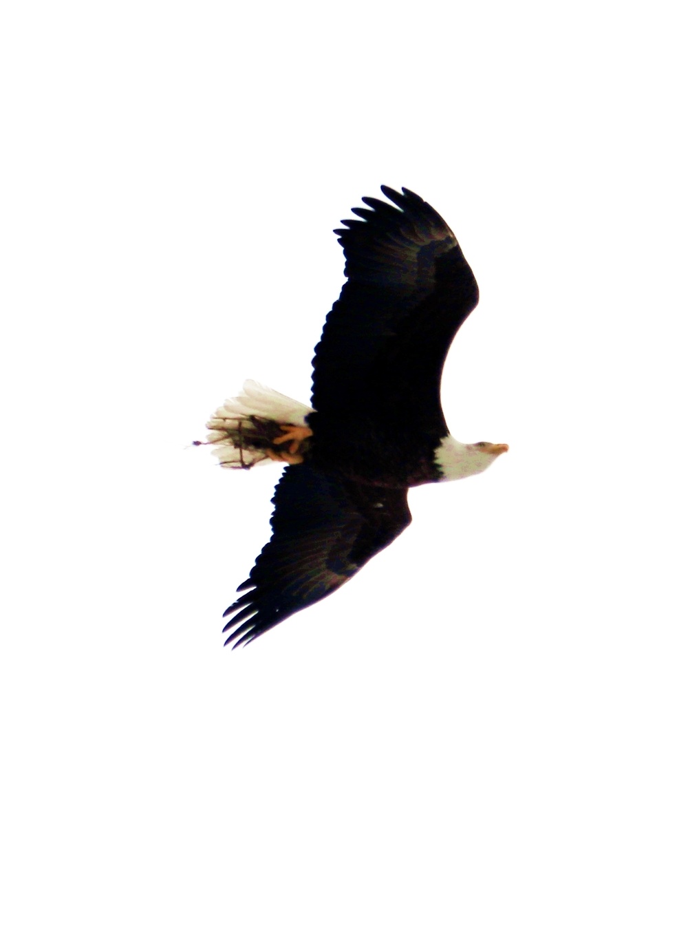 Eagle flies overhead while Airmen train in cold-weather operations, tactics, skills at Fort McCoy