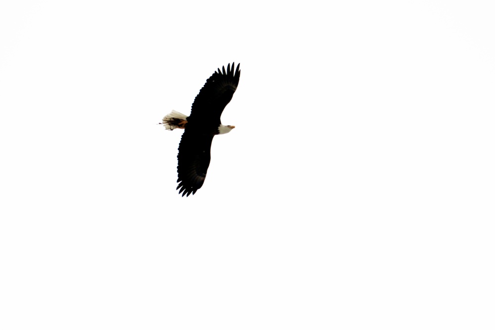 Eagle flies overhead while Airmen train in cold-weather operations, tactics, skills at Fort McCoy