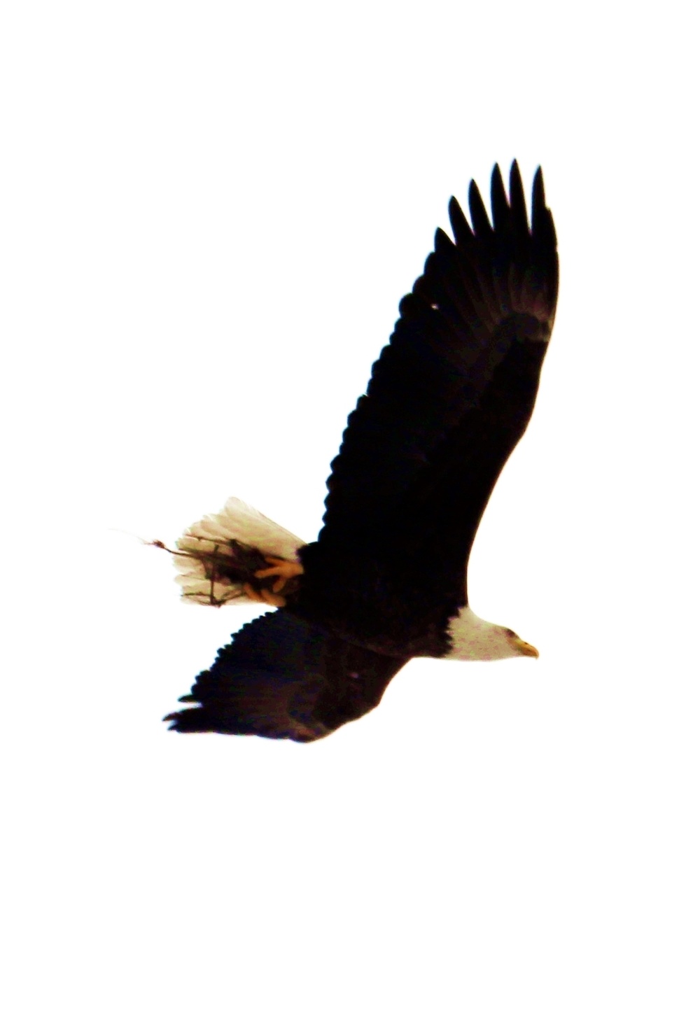 Eagle flies overhead while Airmen train in cold-weather operations, tactics, skills at Fort McCoy