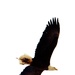 Eagle flies overhead while Airmen train in cold-weather operations, tactics, skills at Fort McCoy