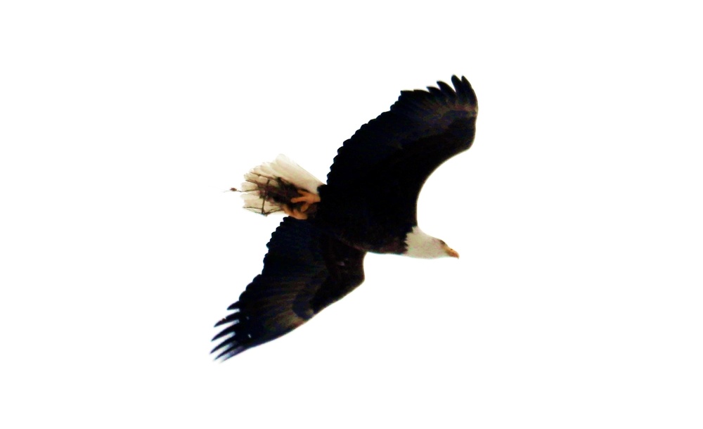 Eagle flies overhead while Airmen train in cold-weather operations, tactics, skills at Fort McCoy