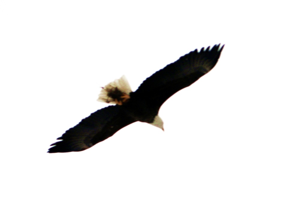 Eagle flies overhead while Airmen train in cold-weather operations, tactics, skills at Fort McCoy