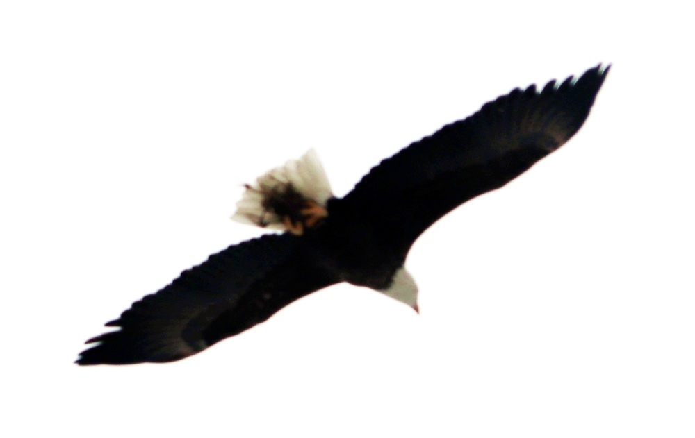 Eagle flies overhead while Airmen train in cold-weather operations, tactics, skills at Fort McCoy