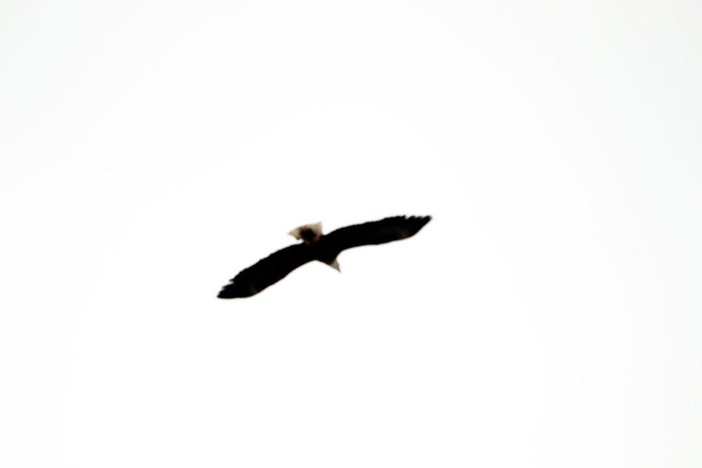 Eagle flies overhead while Airmen train in cold-weather operations, tactics, skills at Fort McCoy