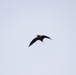 Eagle flies overhead while Airmen train in cold-weather operations, tactics, skills at Fort McCoy