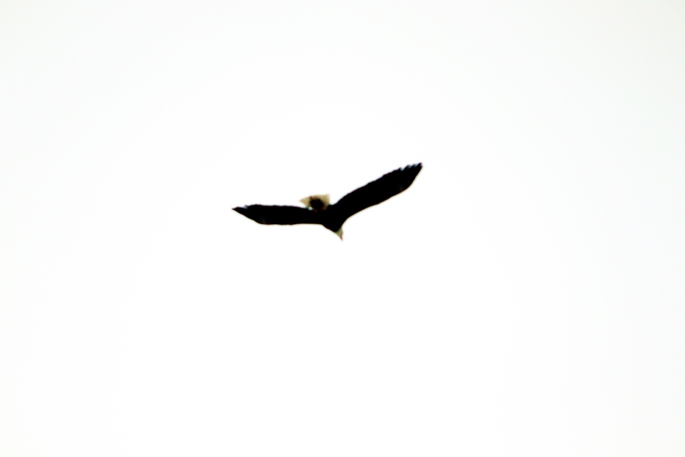 Eagle flies overhead while Airmen train in cold-weather operations, tactics, skills at Fort McCoy