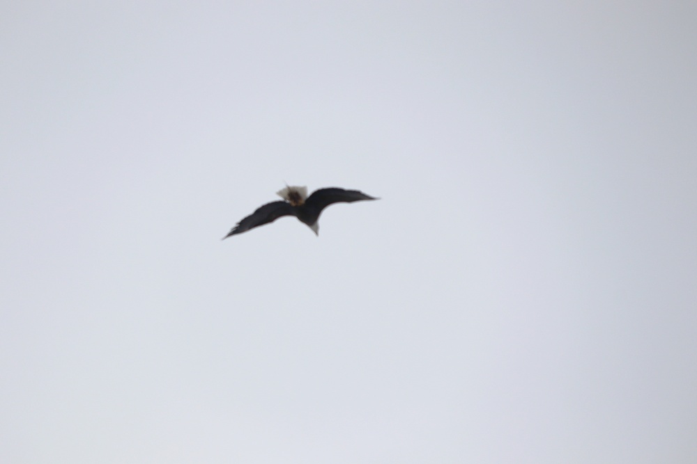 Eagle flies overhead while Airmen train in cold-weather operations, tactics, skills at Fort McCoy