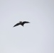 Eagle flies overhead while Airmen train in cold-weather operations, tactics, skills at Fort McCoy