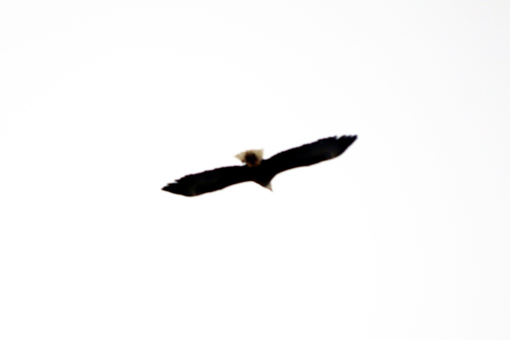 Eagle flies overhead while Airmen train in cold-weather operations, tactics, skills at Fort McCoy