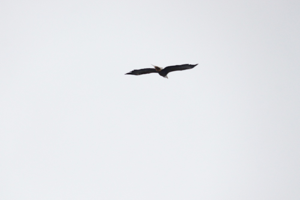 Eagle flies overhead while Airmen train in cold-weather operations, tactics, skills at Fort McCoy