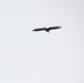 Eagle flies overhead while Airmen train in cold-weather operations, tactics, skills at Fort McCoy