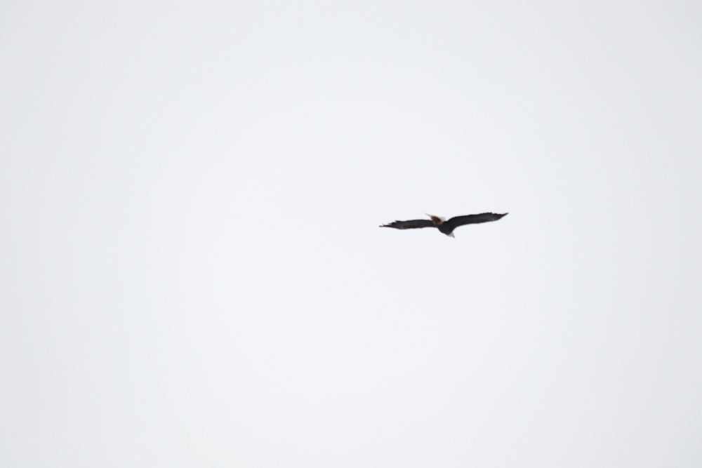 Eagle flies overhead while Airmen train in cold-weather operations, tactics, skills at Fort McCoy