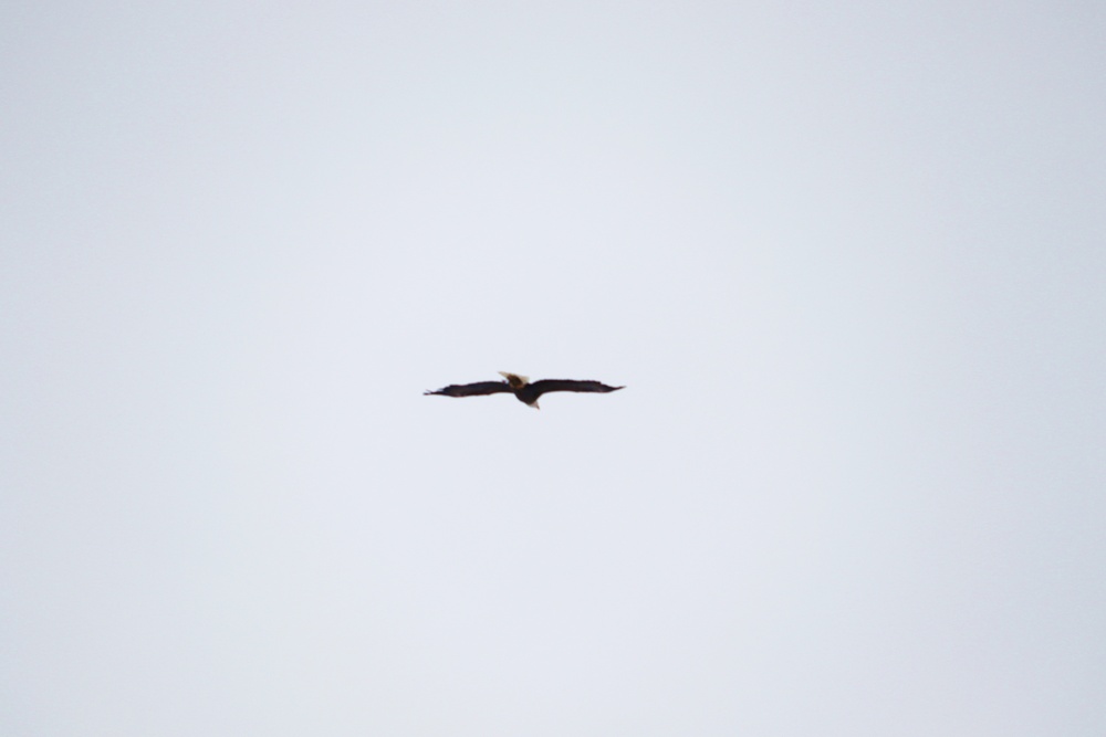 Eagle flies overhead while Airmen train in cold-weather operations, tactics, skills at Fort McCoy