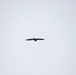 Eagle flies overhead while Airmen train in cold-weather operations, tactics, skills at Fort McCoy