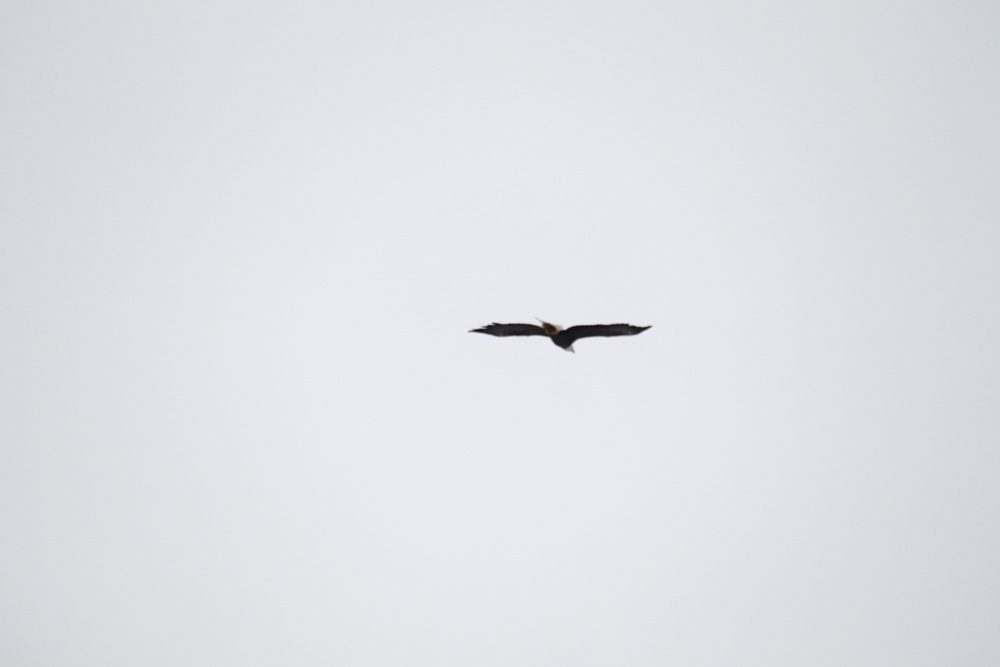 Eagle flies overhead while Airmen train in cold-weather operations, tactics, skills at Fort McCoy