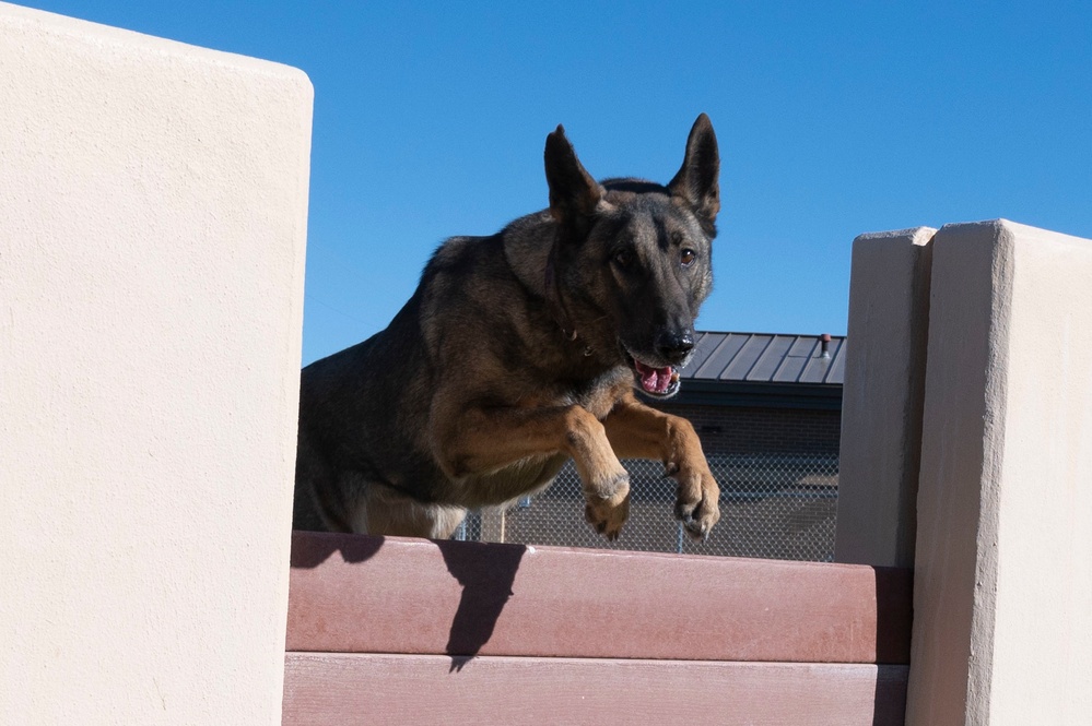 Working with our Air Force's Four-Legged Defenders