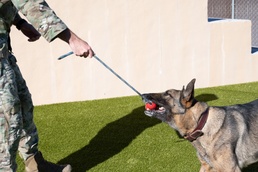 Working with our Air Force's Four-Legged Defenders