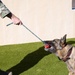 Working with our Air Force's Four-Legged Defenders
