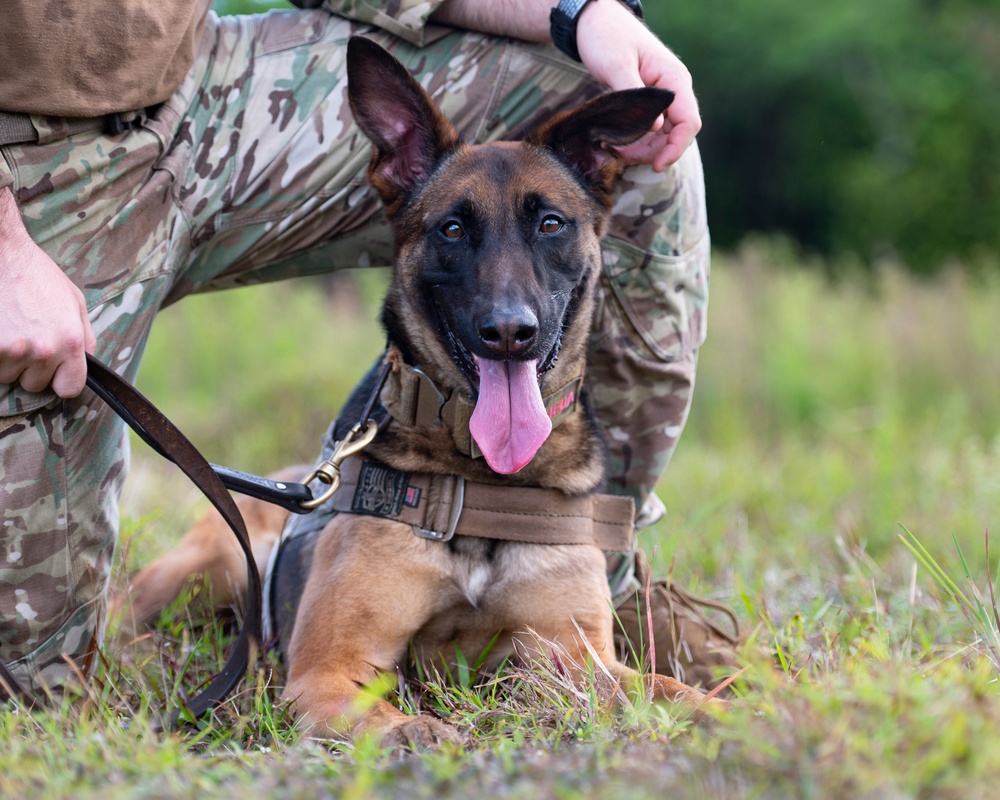 Combined MWD teams train during Pacific Defender