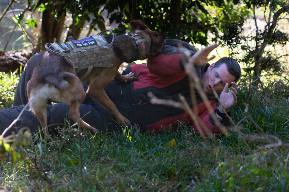 Combined MWD teams train during Pacific Defender