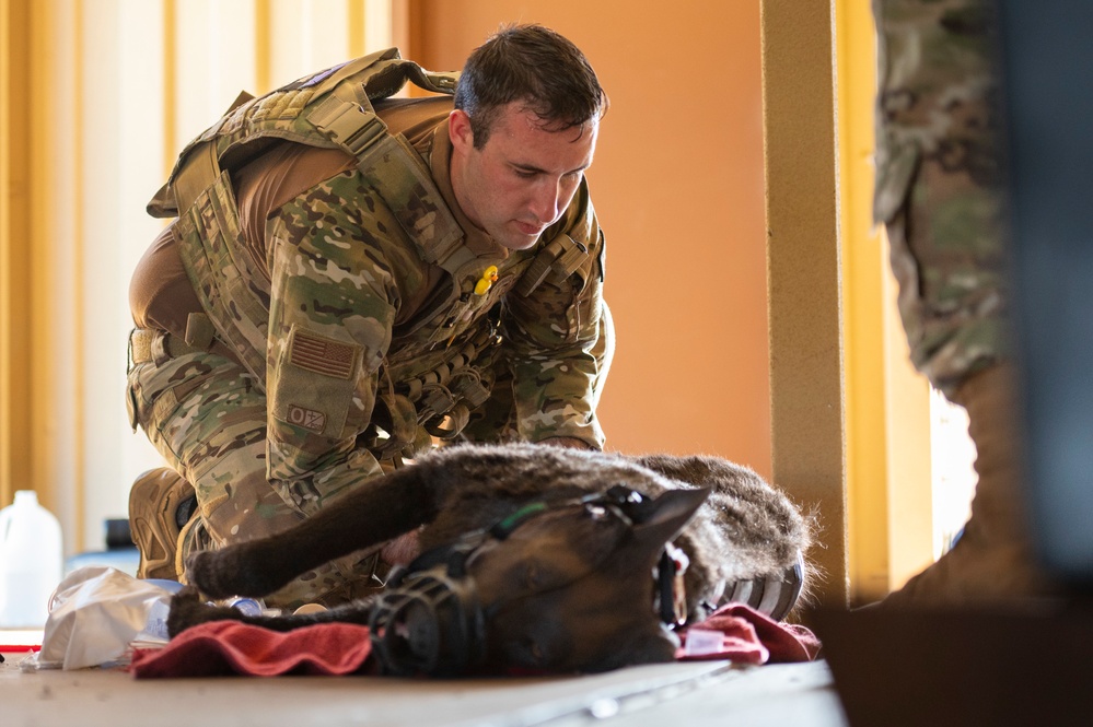 Combined MWD teams train during Pacific Defender