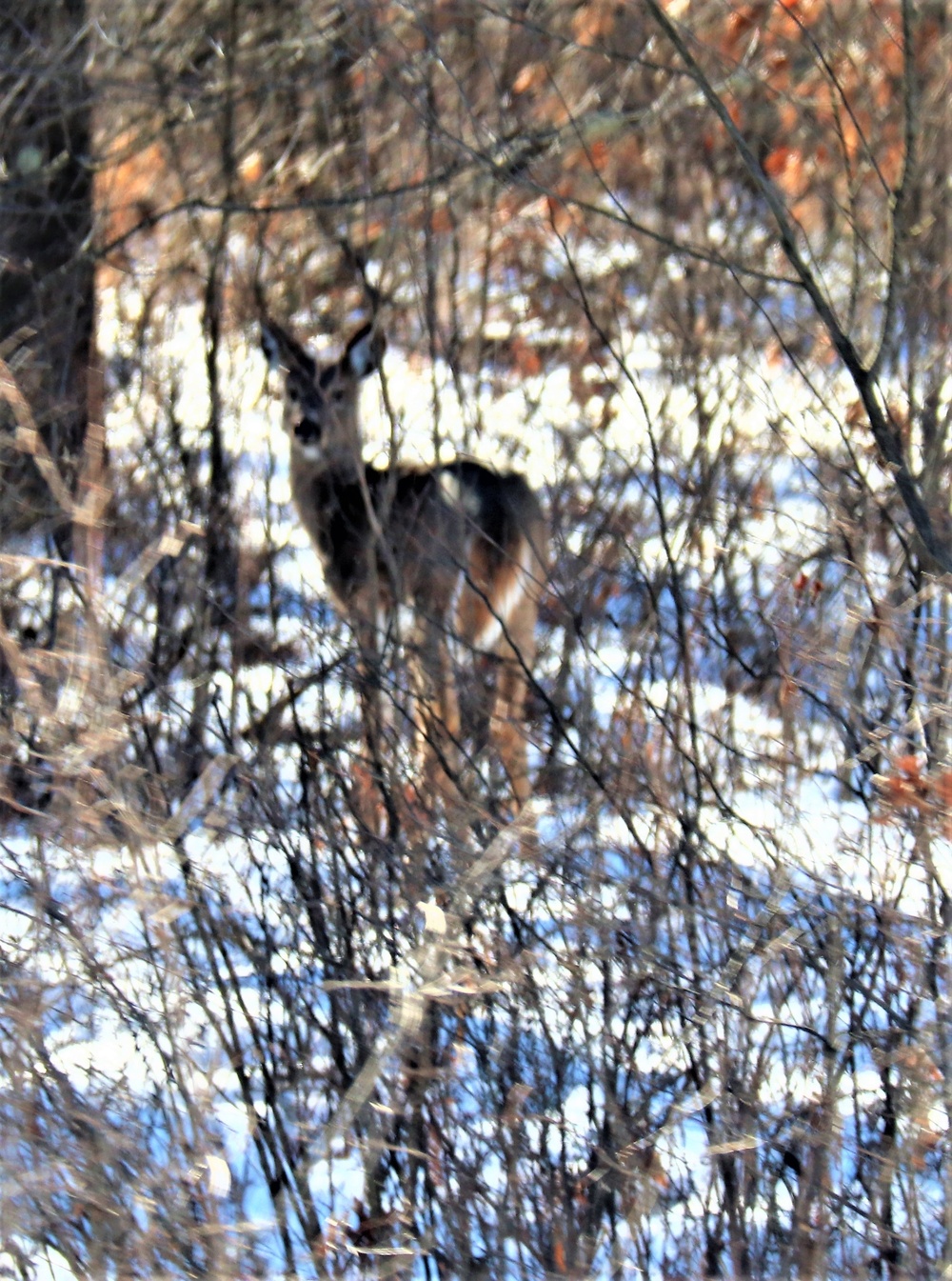 Fort McCoy Wildlife