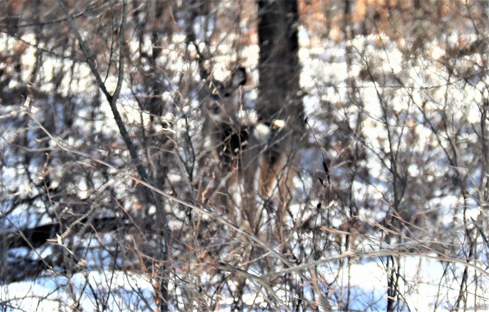 Fort McCoy Wildlife