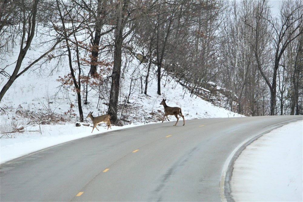 Fort McCoy Wildlife