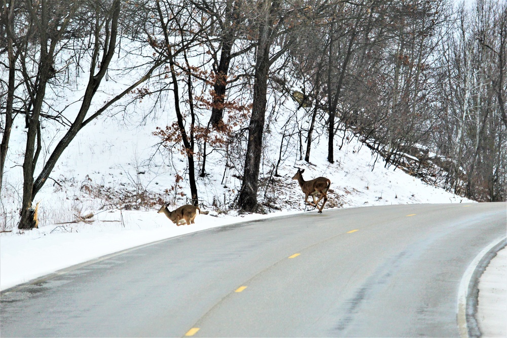 Fort McCoy Wildlife