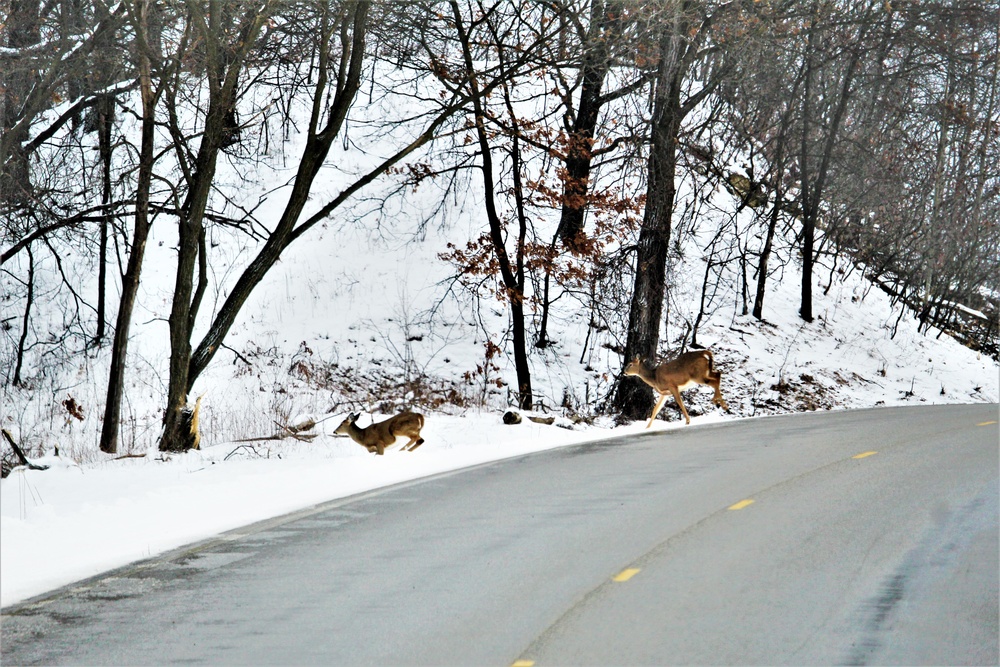 Fort McCoy Wildlife