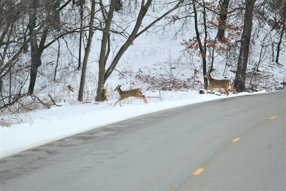 Fort McCoy Wildlife