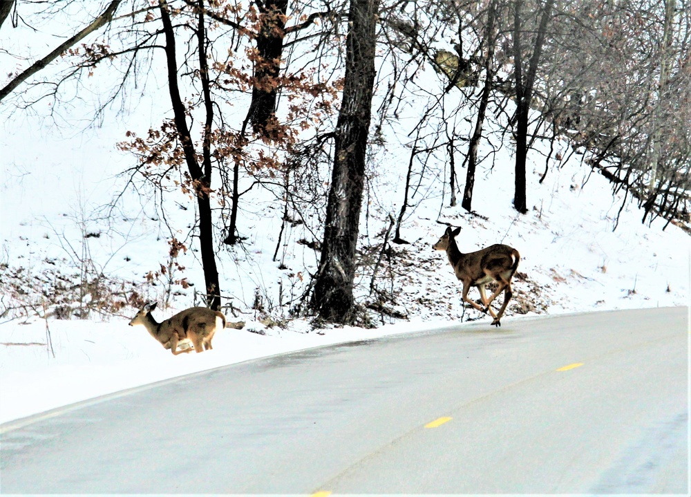 Fort McCoy Wildlife