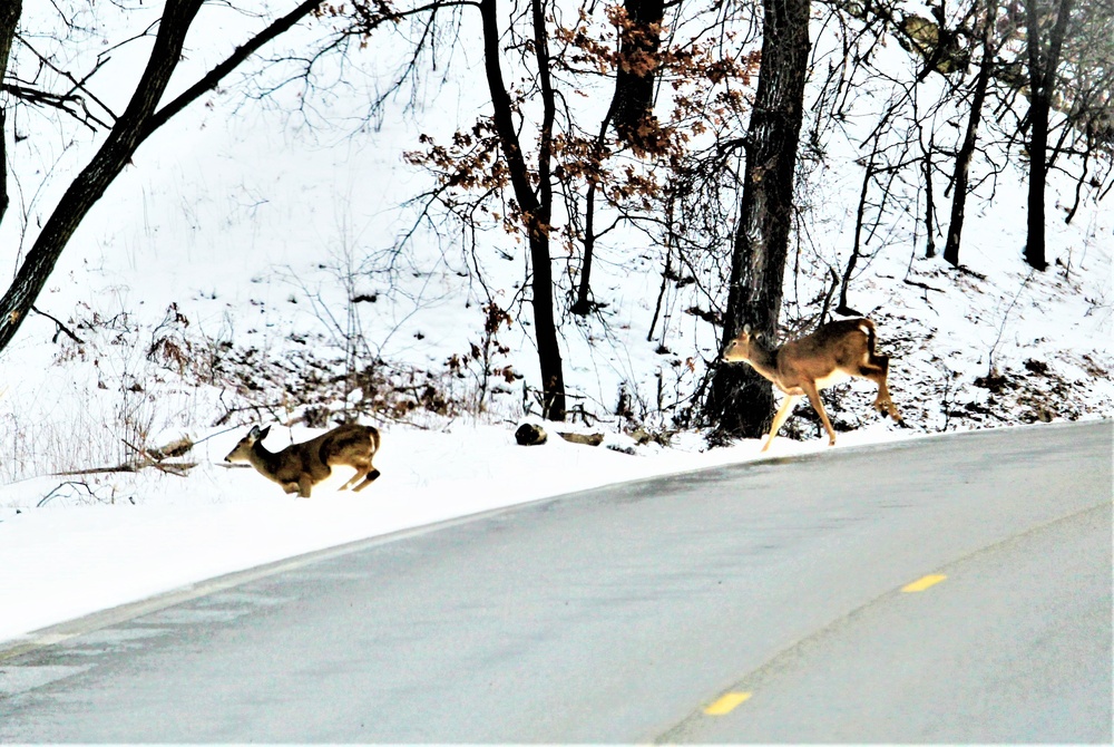 Fort McCoy Wildlife