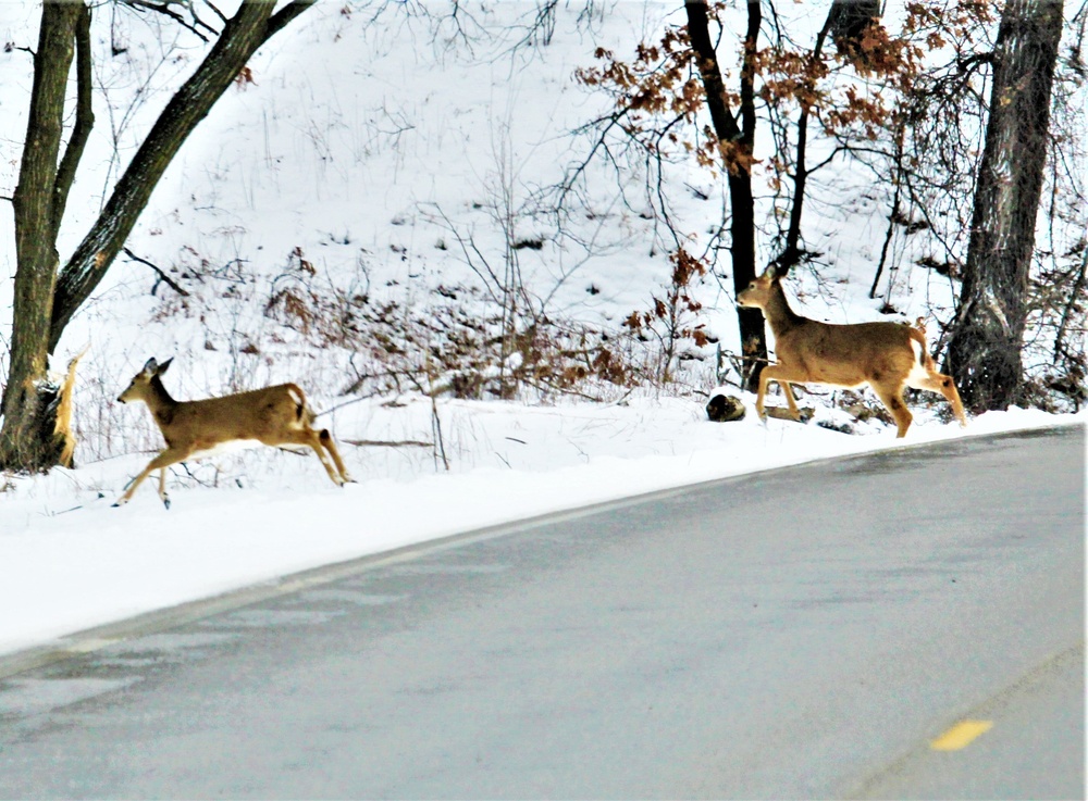 Fort McCoy Wildlife