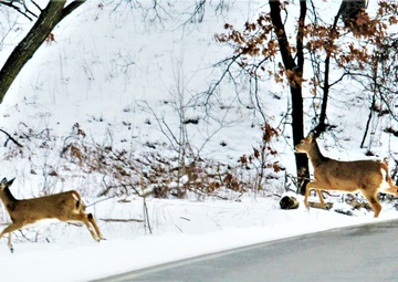 Photo Essay: Fort McCoy Wildlife