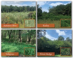 Arnold AFB personnel look to uproot problem plants, other invasive species