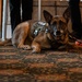 MWDs Kliff, Afrika retire to life of toys, treats