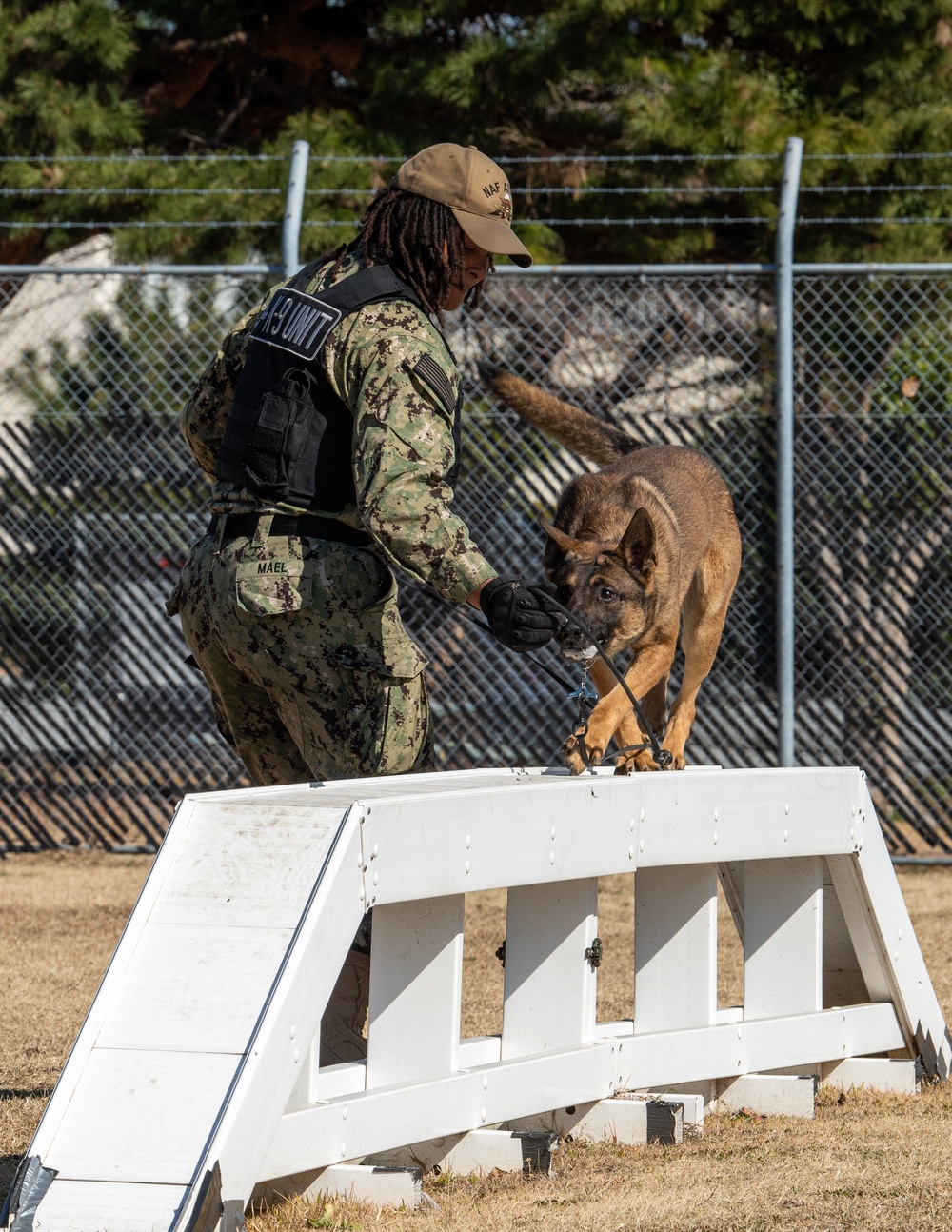 NAF Atsugi Military Working Dogs Demonstrate Obedience Training