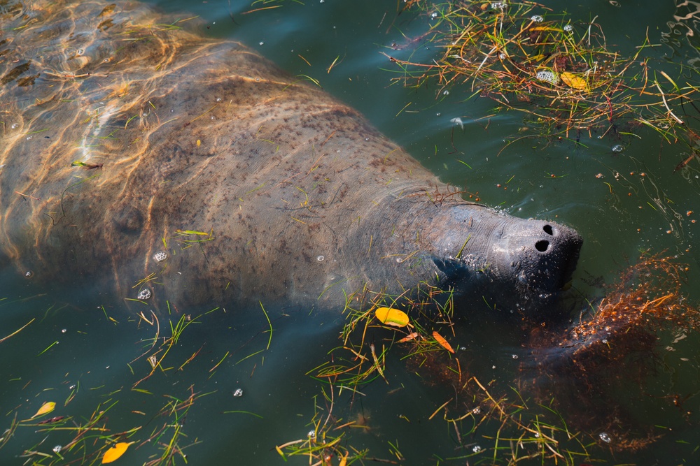 A Florida manatee feeds at MacDill